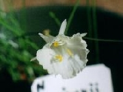 romieuxii Treble Chance